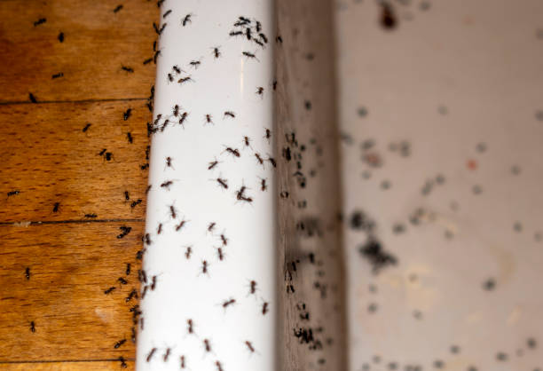 Best Local Pest Control Services  in Larkfield Wikiup, CA