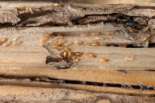 Best Pest Control for Businesses  in Larkfield Wikiup, CA