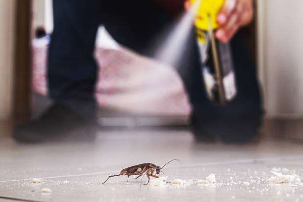 Best Termite Control Services  in Larkfield Wikiup, CA