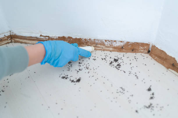 Best Wasp Removal Services  in Larkfield Wikiup, CA